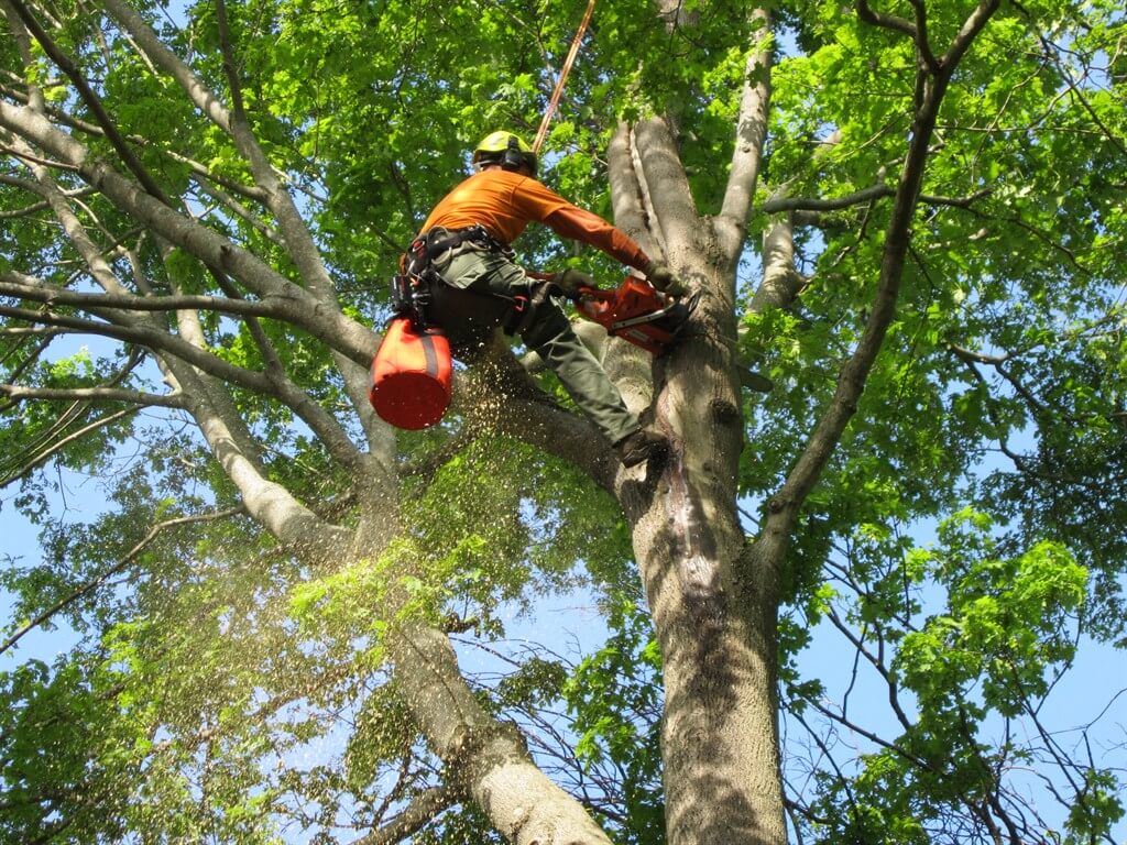 tree removal in Lincolnshire